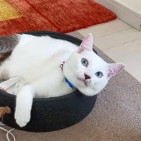 『どうして…』余裕を持ってベッドに座れていた猫が、4年後…想像以上に成長した『現在の様子』に反響続々「育ったねｗ」「貫禄ある」