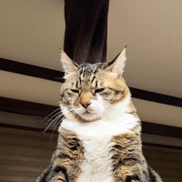 『悟りを開くのかな』→キャットタワーにいる猫を見てみたら…爆笑必至の姿が50万表示の反響「何年も修行された雰囲気」「吹いたｗｗｗ」