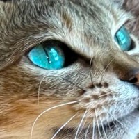 顔を窓側に向けた猫→日の光が当たると…『キラッキラに輝く瞳』が素敵すぎると2万3000人を魅了「とても綺麗」「う…うつくし過ぎる」