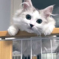 『おっきく、なったね…』←小さかった子猫が、現在…『驚きのビフォーアフター』が107万表示「愛情が詰まってる」「同じ猫とは思えないｗ」