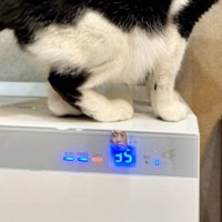 『ゴォオオオ！！』いきなり空気清浄機が動きだしたかと思ったら、猫…？"まさかの瞬間"が350万表示「バレたｗ」「音無しも見逃さないｗ」