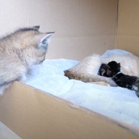 3匹の生まれて間もない赤ちゃん猫に、子猫が…『ずっと見守っちゃう様子』が尊すぎると43万再生「いい子」「優しいお姉ちゃんになるね」