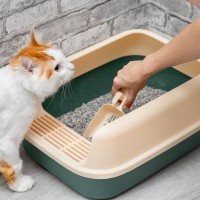 猫の『パンドラ症候群』を知っていますか？気になる症状や対処法をご紹介