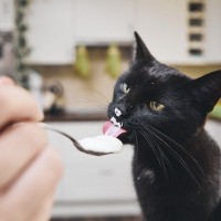人間の体にいい食品は、猫の体にもいい？5つの食品別に猫への影響を解説