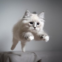 得意なはずなのになぜ？愛猫が『ジャンプに失敗』してしまう原因4選