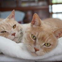 猫が『飼い主さんの顔の近くで寝たがる』のはどんな気持ち？考えられる4つの心理