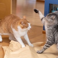 兄弟猫が『急に仲が悪くなった』！考えられる3つの原因と対処法