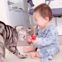 仲良く遊ぶ赤ちゃんと猫→ネコじゃらしの棒が危ないと思って工夫したら…『予想外の展開』に癒される人続出「みんな揃って可愛すぎ」「笑った」