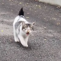 『雪がちらつく寒い日だった』目が塞がってしまった子猫を保護したら…現在の様子が泣けると25万再生「貴方はヒーロー」「涙がでてきた」の声