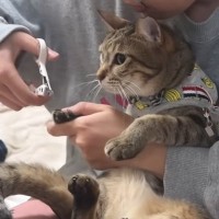 爪切りと悟った瞬間、猫が…分かりやすく『絶望する様子』に爆笑の声続出「ゴメンだけど笑った」「歯の治療してるときの自分ｗ」