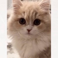 飼い主さんが『お腹減った？』と聞くと、子猫の鳴き声が…思わず笑顔になる光景が22万再生「放っておけないねｗ」「たまりませんなぁ」