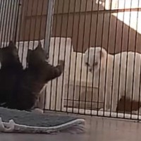 心を閉ざした保護猫→子猫が家にやって来たら…『変化の様子』が泣けると感動の声続出「何だか涙がでてくる」「本当に素敵」と4万9000再生