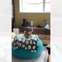 2匹の猫が綺麗に重なった結果…『鏡もちのような光景』が笑えると83万表示「すんごいバランス感覚ｗ」「すごく不服そうｗ」と爆笑の声