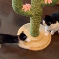 全速力で走ってきた子猫に、先住猫が……まさかの『職人技』が見事すぎると爆笑の声続出「ベテランだねｗ」「何回見ても笑える」