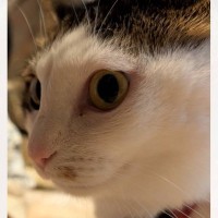 奥から赤ちゃんが近づいてきているのを察したネコ……爆笑の"瞬間"が74万表示「ヤバいのお顔」「ナイスな表情に笑った」とSNSで話題に