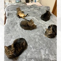 朝起きたら腰が激痛だった飼い主→ベッドの上を見てみると、猫が…思わず笑ってしまう状況が419万表示「まっすぐには寝られないねｗ」