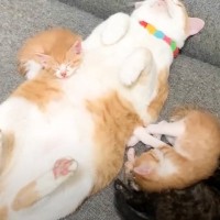 へそ天姿で寝始めた先住猫→子猫たちもやって来て…思わずニヤける『幸せ溢れすぎな光景』が26万再生「ほのぼの感ハンパない」「完全に父子ｗ」