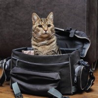 猫との『同行避難』と『同伴避難』違いがわかりますか？災害時に愛猫を守るための避難のポイント3選