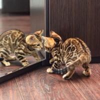 猫は『鏡に映る自分』を認識できる？猫が鏡を見たときに起きる3つのリアクション