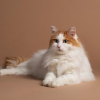 『変わった特徴を持つ猫種』3選　見た目だけでなく、他の猫にはない行動をする品種も