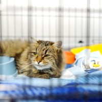 『ペットホテルに預けられた猫』が感じていることとは？考えられる3つの心理とアフターフォロー