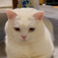 お姉ちゃん猫に叱られてしまった猫→しょんぼりしてるかと思いきや…可愛すぎる『お手手』が67万表示「かわいいポーズ」「ゴメンニャさい」
