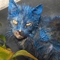 『全身にペンキをかけられたガリガリの野良猫』を保護した結果…まさかの光景に涙する人続出「泣いてしまった」「たくさん幸せになって」