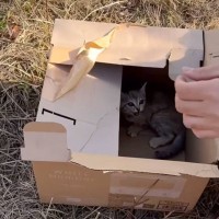 ツーリング先で『捨てられていた2匹の子猫』を保護→1年後の様子が……「良かった泣」「救ってくれてありがとう」と感動の声続出