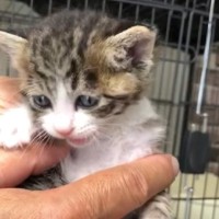 生後1日目で育児放棄された猫→家族に迎えて約5年が経過したら…成長の軌跡と"現在の様子"に感動「素晴らしいご縁」「可愛いね」