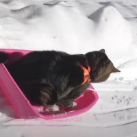 雪遊びをする猫！？→ 抜群すぎるバランス感覚で『ソリを乗りこなす光景』が263万再生「目を疑った」「マスターしてて笑う」と大反響