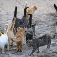 「猫おじさん」は今日もバスで野良猫たちのもとへ…18年間休まず通う“猫愛の人”シンガポール