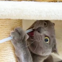 『ストロー』を見ると荒ぶる猫→ひとしきり遊んだら…突然のシュールすぎる結末が2万2000再生「すぐ不思議ちゃんに戻るｗ」「ボルテージがMAXを越え極みへ…」