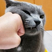 ティッシュを占領する『凶暴・灰色猫』→『グリグリパンチ』で鉄拳制裁したら…爆笑の結末が328万再生の大反響「ガチで草」「不機嫌ヅラｗ」