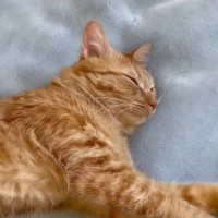 猫が『毎日早朝に起こしてくる』ので、仕返ししてみた結果…まさかの光景が面白すぎると131万再生「人みたいな反応ｗ」「吹いた」