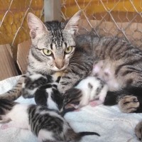 『38日間の育児記録』出産してガリガリに痩せてしまった猫→子育てを頑張る姿に感動の声続出「すごい」「とても若いのにいいお母さん」