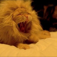 猫が『ライオンのたてがみ』を被ってみた結果…想像以上に『似合ってる光景』が可愛すぎると53万再生「違和感ない」「気に入ってそうｗ」