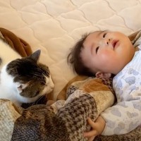 1年半ケージに引きこもっていた臆病な猫が赤ちゃんと…『驚きの光景』に感動が止まらないと7万再生「涙止まらず」「うるっときた」の声