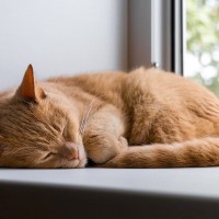 猫が『痩せていく』のは異常？考えられる3つの原因　食べているのに細くなるのは病気のサインかも