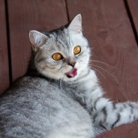 猫の『てんかん』はなぜ起こる？考えられる原因など、知っておきたい4つのこと