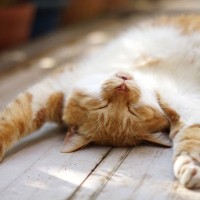 猫も『死んだフリ』をすることがある？突然動かなくなったときの心理4選