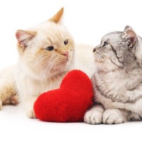 【2025年版】猫のオス・メス別『人気の名前』ランキングTOP10！定番から人気急上昇のものまで