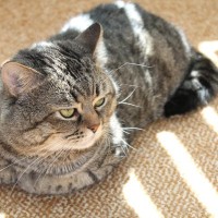 猫を知らず知らずに不幸にしている『飼い主のダメすぎる行動』4選　そのうち嫌われるかも？