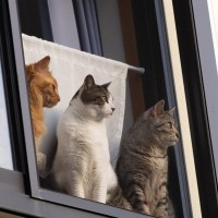 新しい家族に『成猫』を迎えるメリット3選　“大人の猫はなつきにくい”はウソ？ホント？