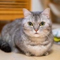 猫が『愛している人限定』でする3つの行動　見たことがなければ関係を見直してみるべき？