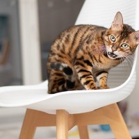 猫がにゃあああああ～と『長く鳴くとき』の意味4選　何か強く訴えたいことがある？