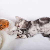 猫と一緒に『飼ってはいけない動物種』4選とその理由　そもそも他の動物と仲良くできるもの？