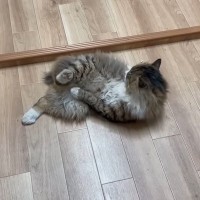 家に侵入して『全然帰ろうとしない野良猫』を見守った結果…予想外の姿が可愛すぎると97万再生「内見に来たのかな」「ほっこりした」の声