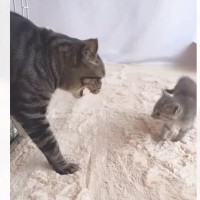 8歳年上のお兄ちゃん猫と赤ちゃん猫が出会って1年半…『関係が変化していく様子』に涙が止まらないと110万再生「感動した」「素敵な物語」