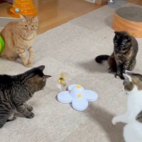 360度回るおもちゃで4匹の猫が…まさかの『等間隔にすわって遊ぶ光景』が136万再生「前に来たときだけ遊ぶの行儀よすぎ」「神々の遊び」