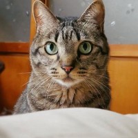 犬猫と遊びたいママ→塩対応されて『もう一匹の猫に愚痴ったら…』想像以上の『神対応』が5.8万再生「ママさん楽しそうｗ」「イケニャンｗ」